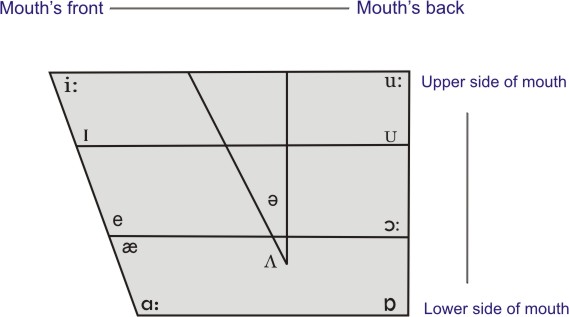 the diagram of oral cavity about the origin of vowel sounds<empty>
